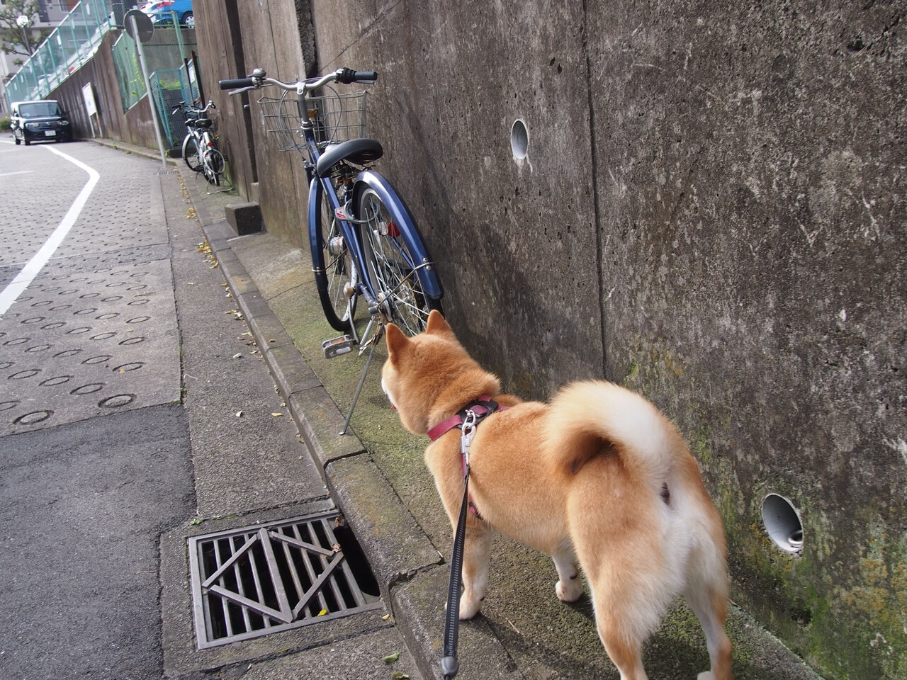 【悬空球新战术】野手运用新规则迎战变化中的比赛格局!,悬空钓悬空钓法